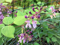 5 Phaseolus polystachios Seeds - Wild Kidney Bean Vine