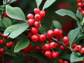 25 Ilex Montana Seeds - Mountain Holly Tree Seeds for Planting