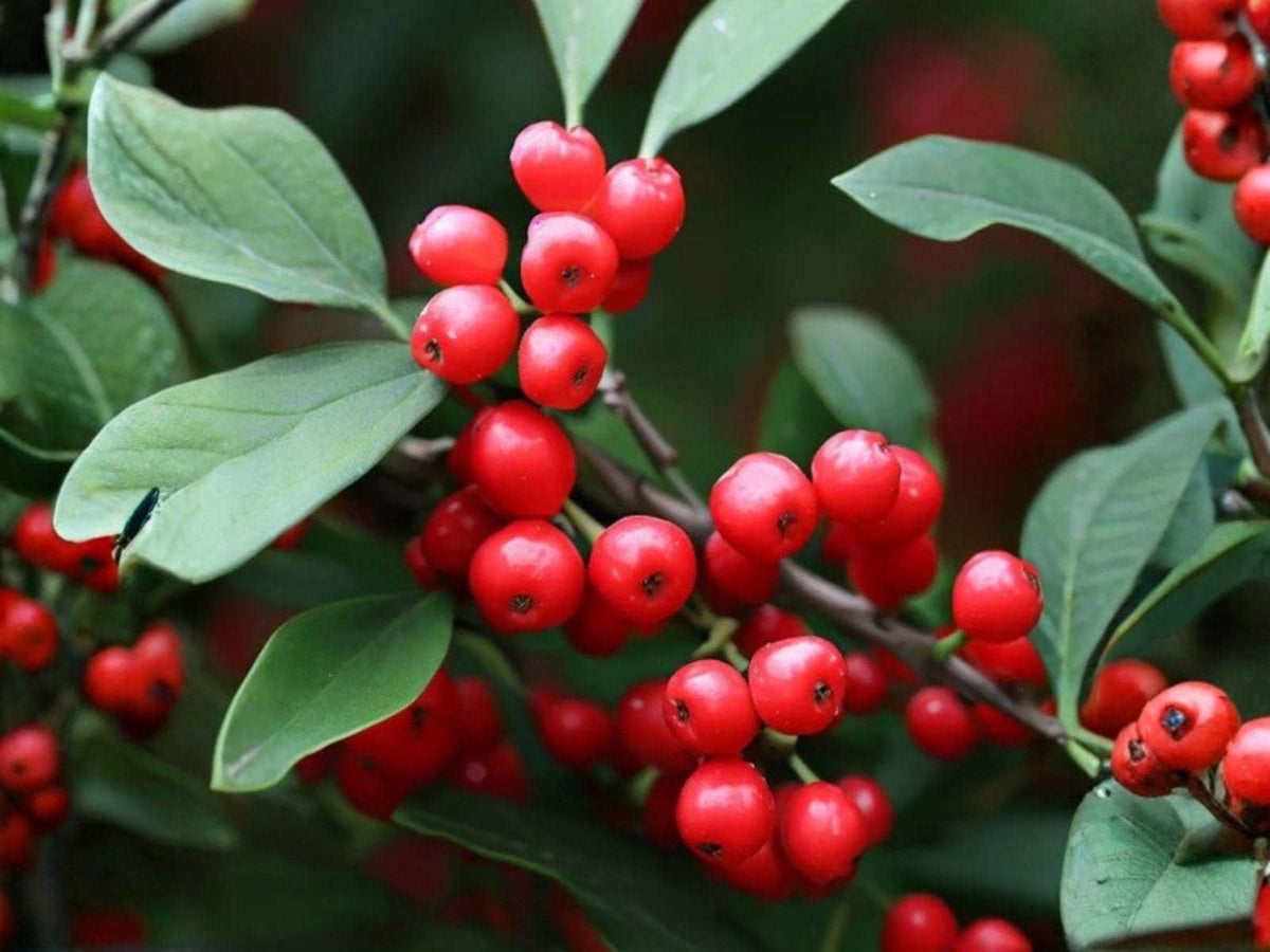 25 Ilex Montana Seeds - Mountain Holly Tree Seeds for Planting