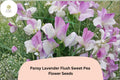 50 Pansy Lavender Flush Sweet Pea Seeds – Semi-Dwarf Lavender Flowers for Garden & Trellis