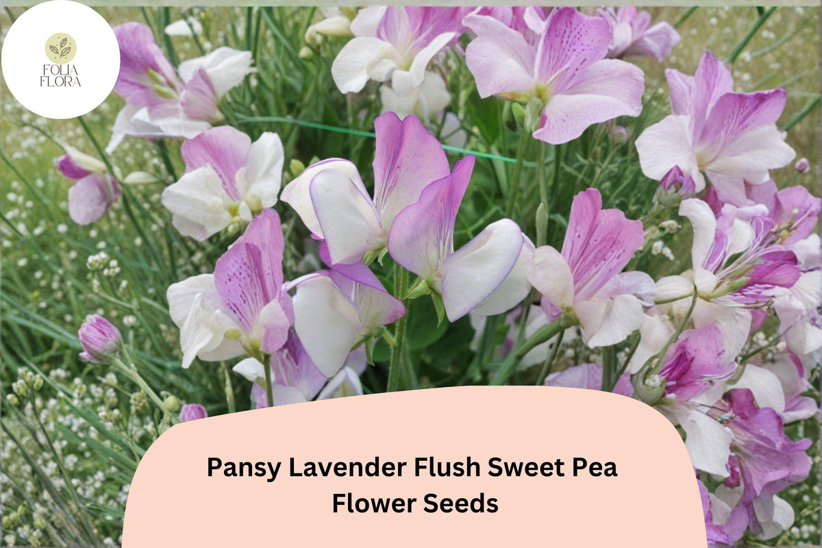 50 Pansy Lavender Flush Sweet Pea Seeds – Semi-Dwarf Lavender Flowers for Garden & Trellis