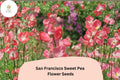 50 San Francisco Sweet Pea Seeds | Semi-Dwarf Soft Pink Climbing Flowers