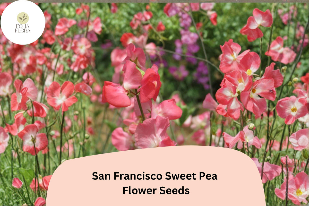 50 San Francisco Sweet Pea Seeds | Semi-Dwarf Soft Pink Climbing Flowers