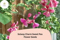 50 Solway Charm Sweet Pea Seeds - Soft Purple Semi-Dwarf Climbing Flowers