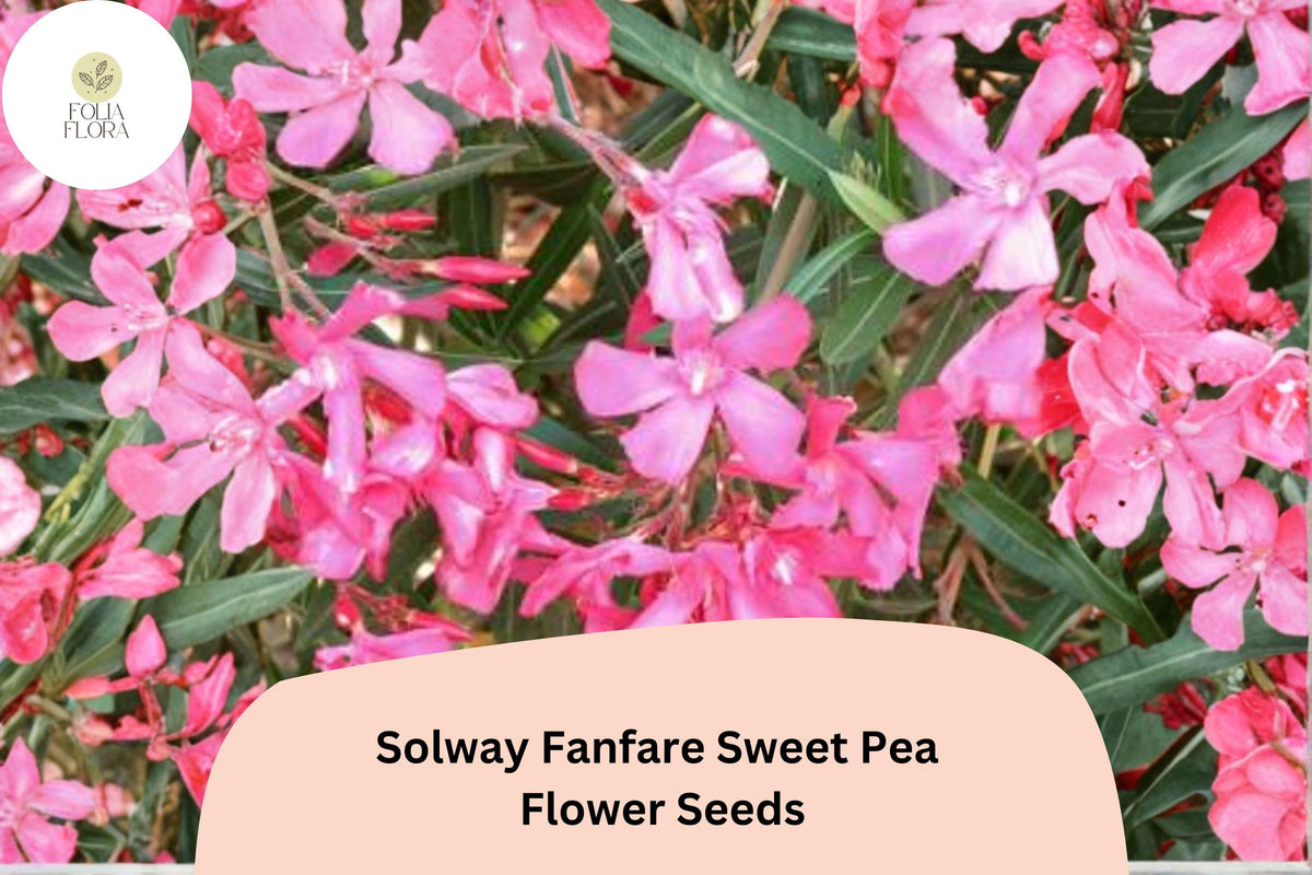 50 Solway Fanfare Sweet Pea Seeds - Pink-Purple Semi-Dwarf Garden Vine