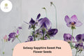 50 Solway Sapphire Sweet Pea Seeds - Deep Blue-Purple Semi-Dwarf Climbing Flowers