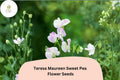 50 Teresa Maureen Sweet Pea Seeds – Semi-Dwarf Purple Climbing Flowers