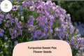 50 Turquoise Lagoon Sweet Pea Seeds – Semi-Dwarf Purple-Pink Climbing Flowers