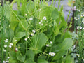 500 Alisma Subcordatum Seeds – Mud Plantain Aquatic Pond Plant