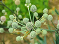 100 Rattlesnake Master Seeds – Eryngium yuccifolium Native Prairie Flower