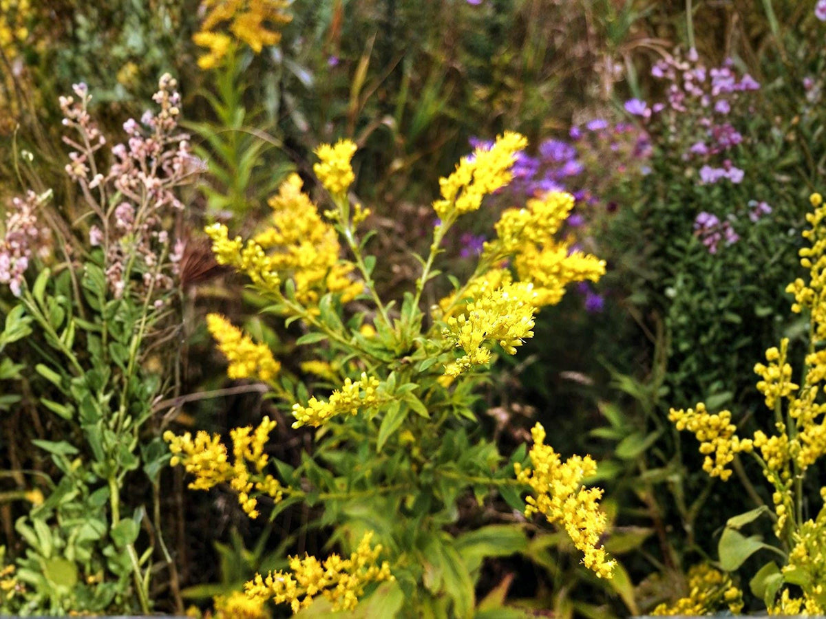 100 Old Field Goldenrod Seeds - Solidago nemoralis Native Pollinator Wildflower