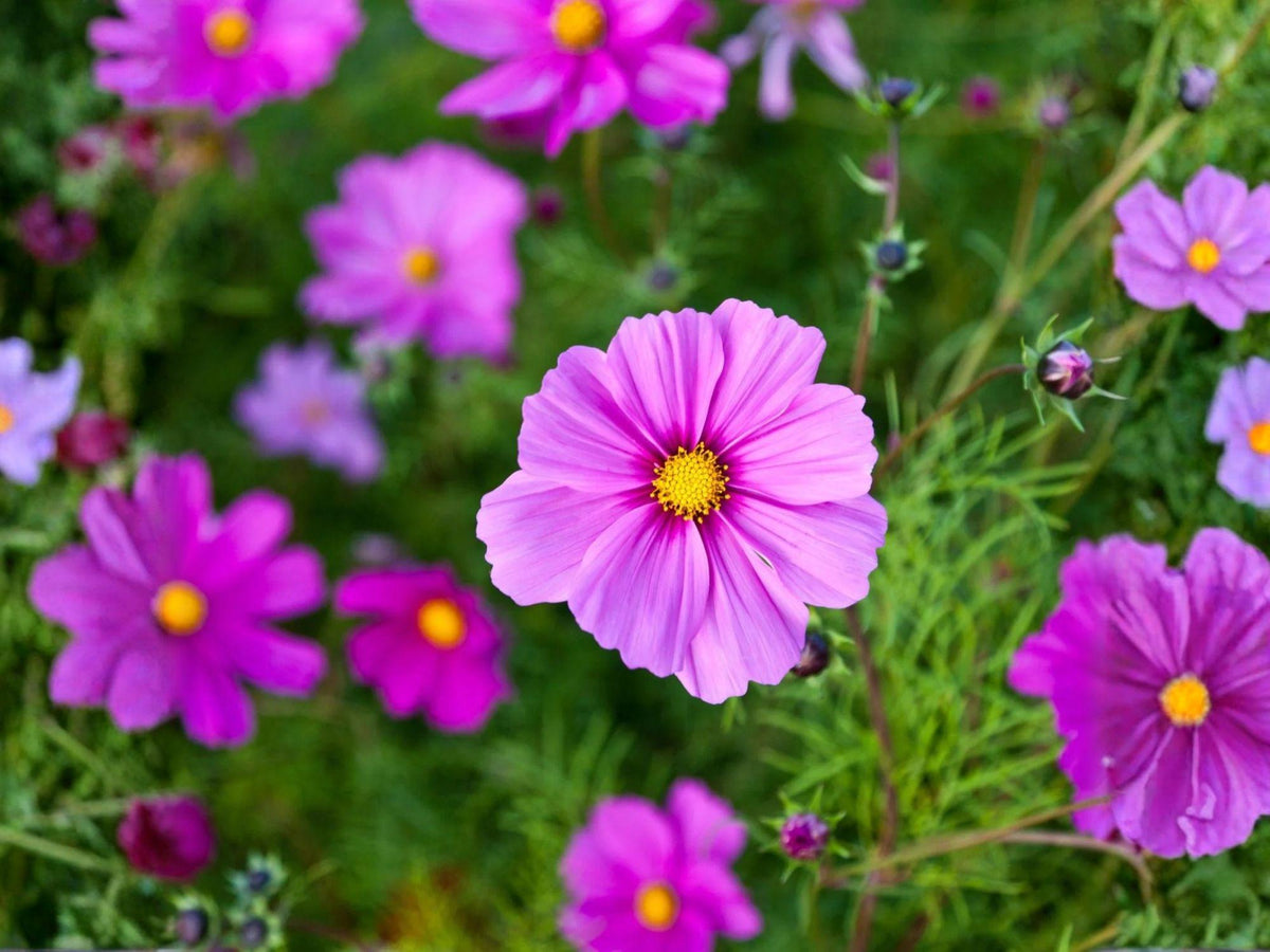 100 Cosmos Gloria Seeds - Bright Pink Garden Flower, Pollinator Friendly