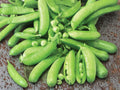 Sugar Snap Pea Seeds – 50 Edible Pod Pea Seeds for Planting