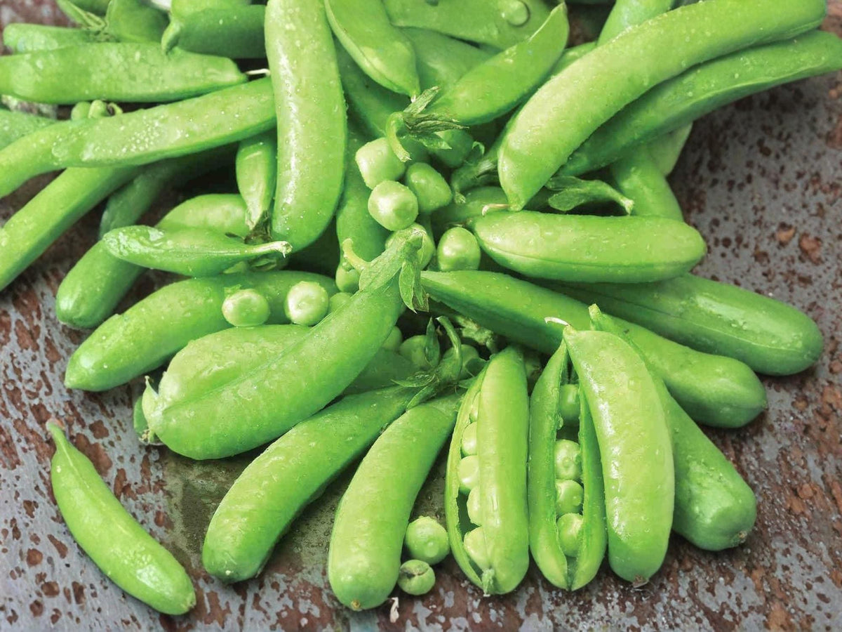 Sugar Snap Pea Seeds – 50 Edible Pod Pea Seeds for Planting
