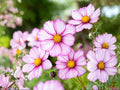 100 Picotee Cosmos Seeds – Pink & White Flowers, Pollinator Friendly