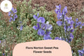 50 Flora Norton Sweet Pea Seeds – Fragrant Blue Climbing Flowers for Gardens