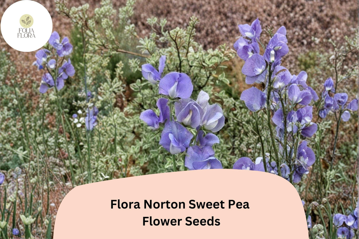 50 Flora Norton Sweet Pea Seeds – Fragrant Blue Climbing Flowers for Gardens