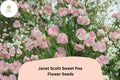 50 Janet Scott Sweet Pea Seeds – Fragrant Pink Flowers for Trellis & Fence
