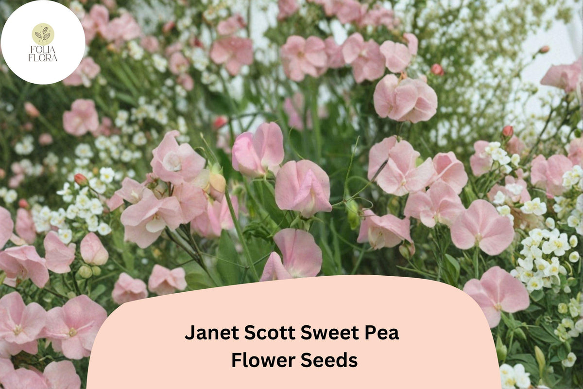 50 Janet Scott Sweet Pea Seeds – Fragrant Pink Flowers for Trellis & Fence