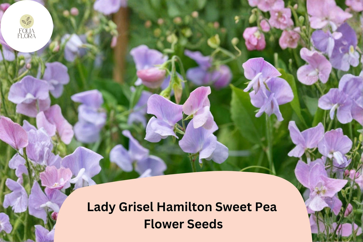 50 Lady Grisel Hamilton Sweet Pea Seeds – Fragrant Lavender Flowers for Garden Trellis