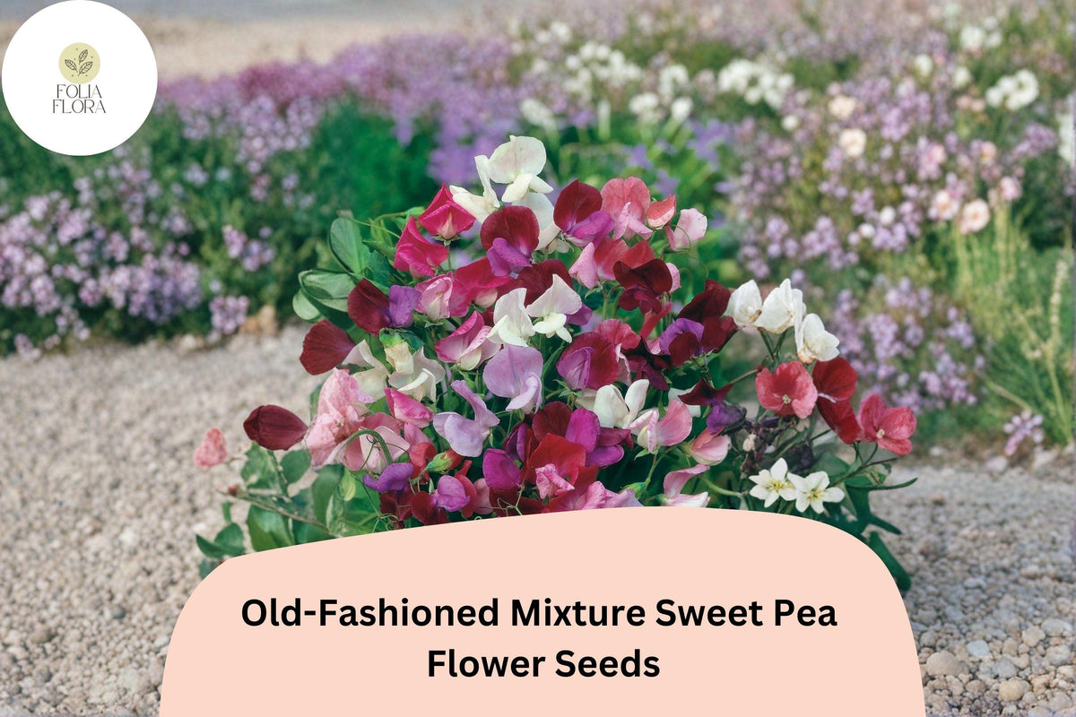 50 Old-Fashioned Sweet Pea Seeds – Fragrant Mixed Colors for Garden Trellis