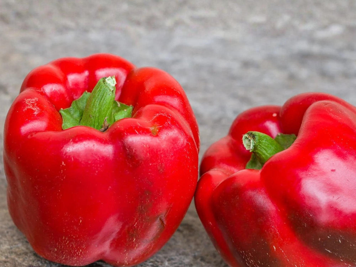 Yolo Wonder Sweet Pepper Seeds – Improved Bell Pepper Heirloom, Non-GMO, 25 Seeds