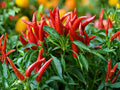 Thai Capsicum Frutescens Pepper Seeds – Extra Hot Heirloom Chili, Non-GMO, 25 Seeds