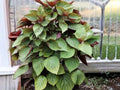 Perilla Shiso Jeok Ssam Ip Seeds – Korean Red Herb, Non-GMO, 500 Seeds