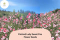 50 Painted Lady Sweet Pea Seeds – Fragrant Pink & White Bicolor Flower for Garden Trellis