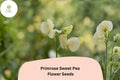 50 Primrose Sweet Pea Seeds – Fragrant Pale Yellow Climbing Heirloom Flower for Trellis