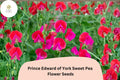 50 Prince Edward Sweet Pea Seeds - Deep Red Heirloom Fragrant Flower