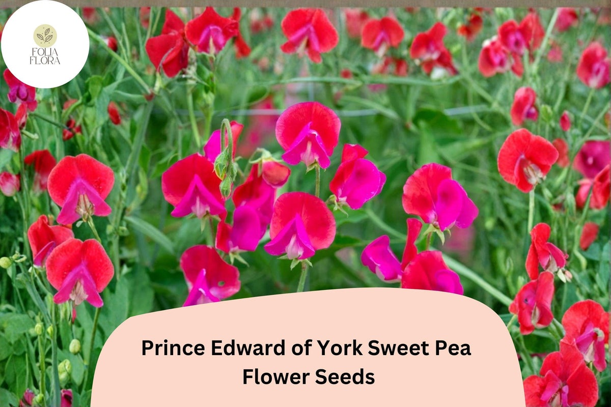50 Prince Edward Sweet Pea Seeds - Deep Red Heirloom Fragrant Flower