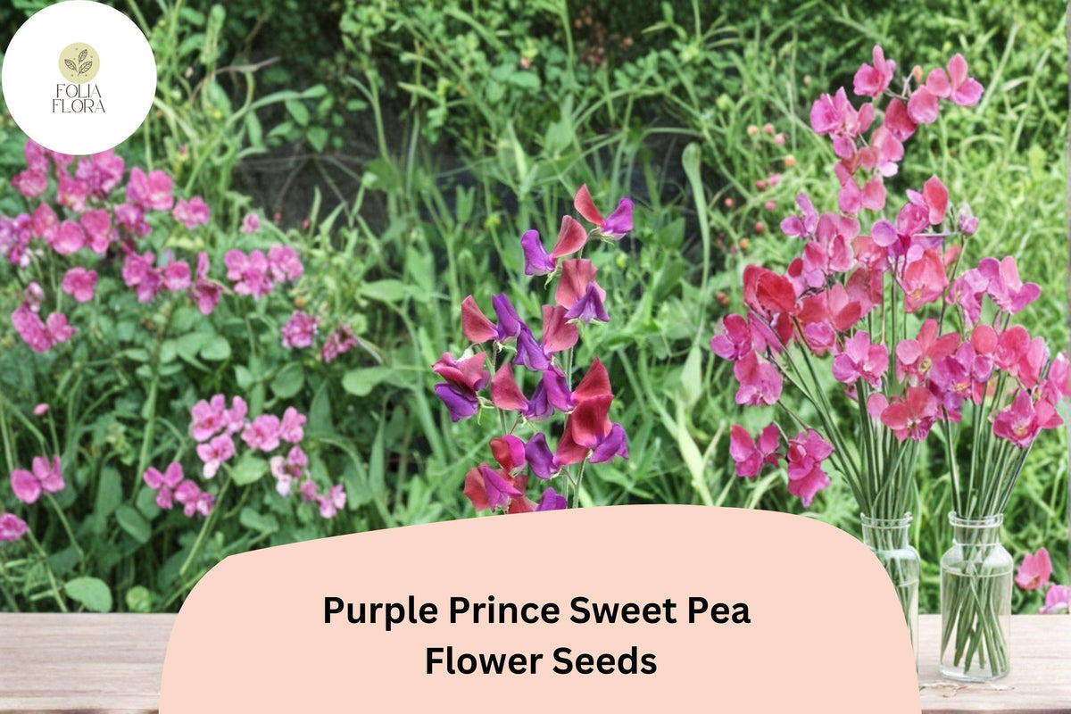 50 Purple Prince Sweet Pea Seeds - Fragrant Royal Purple Flowers for Garden Trellis