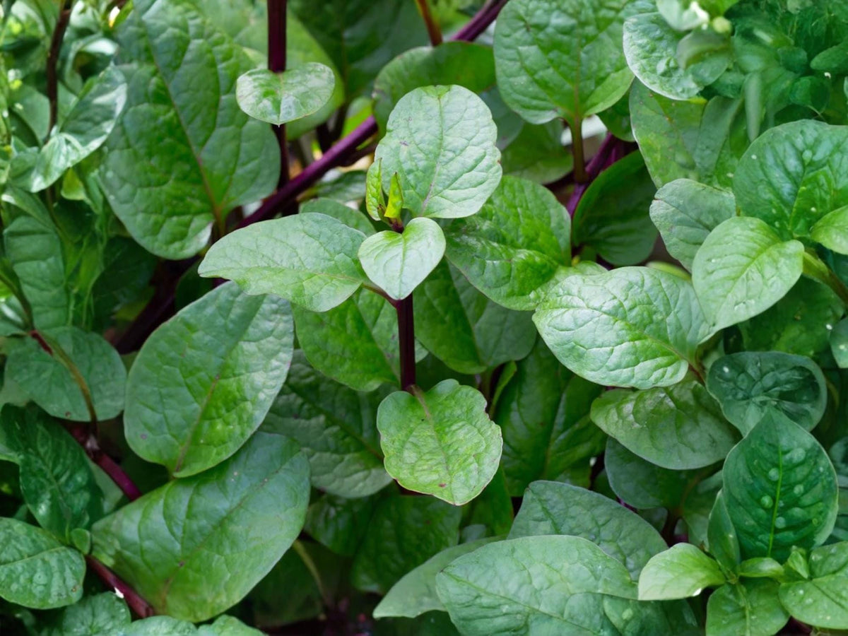Red Stem Malabar Spinach Seeds – Heat Tolerant Climbing Vegetable, Non-GMO, 50 Seeds