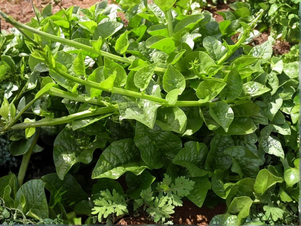 Green Vine Malabar Spinach Seeds – Heat Tolerant Climbing Vegetable, Non-GMO, 50 Seeds