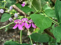Wild Kidney Bean Vine Seeds – Phaseolus polystachios Native Flowering Pollinator Plant, 5 Non-GMO Seeds