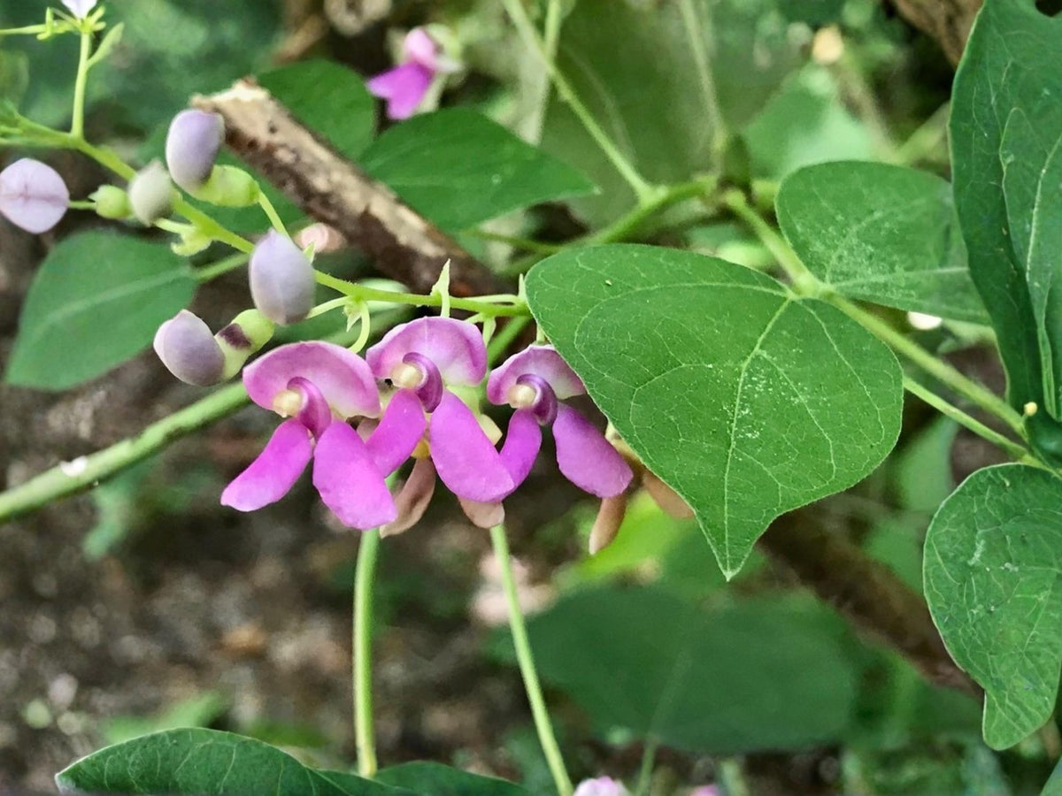 Wild Kidney Bean Vine Seeds – Phaseolus polystachios Native Flowering Pollinator Plant, 5 Non-GMO Seeds