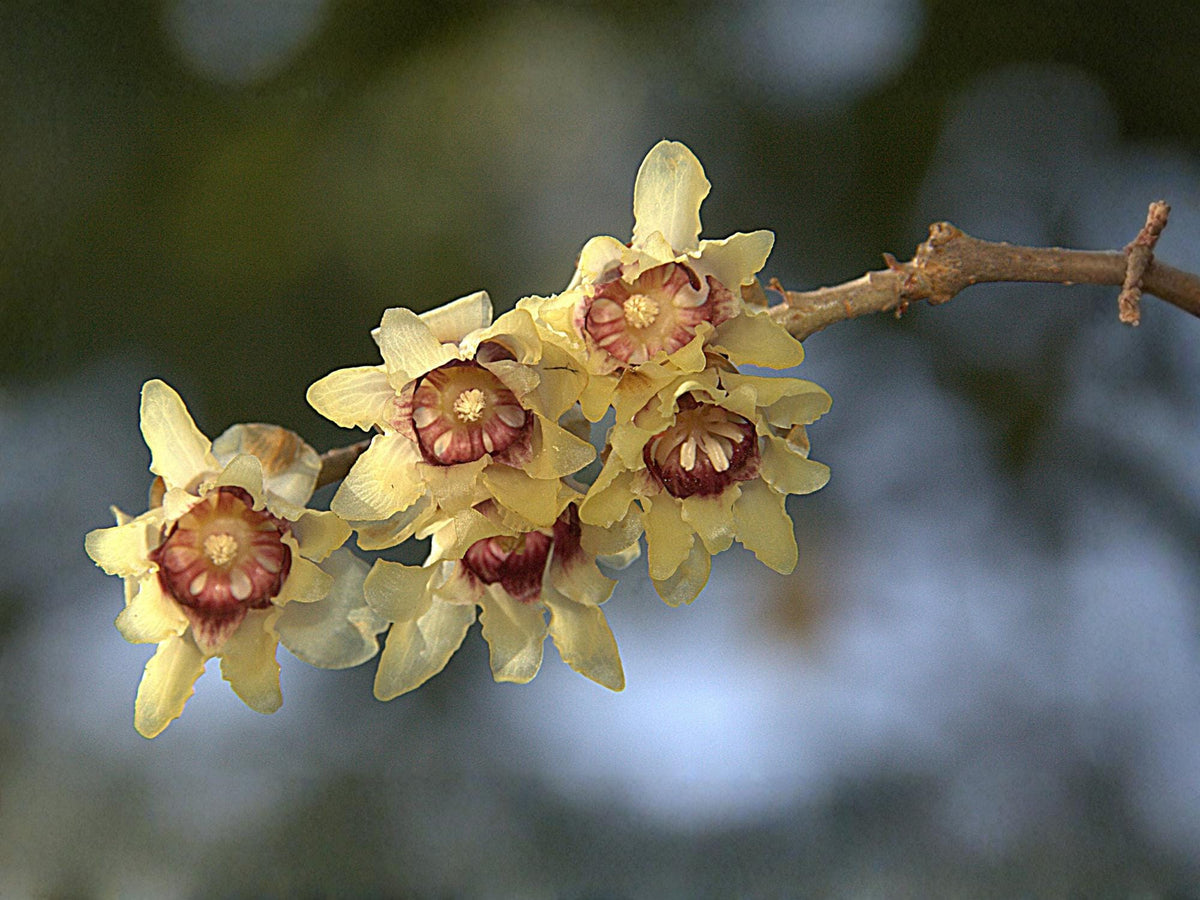 Wintersweet Tree Seeds – Chimonanthus praecox Fragrant Winter-Blooming Shrub, 10 Seeds