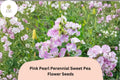 50 Pink Pearl Sweet Pea Seeds - Perennial Climbing Flower Vine