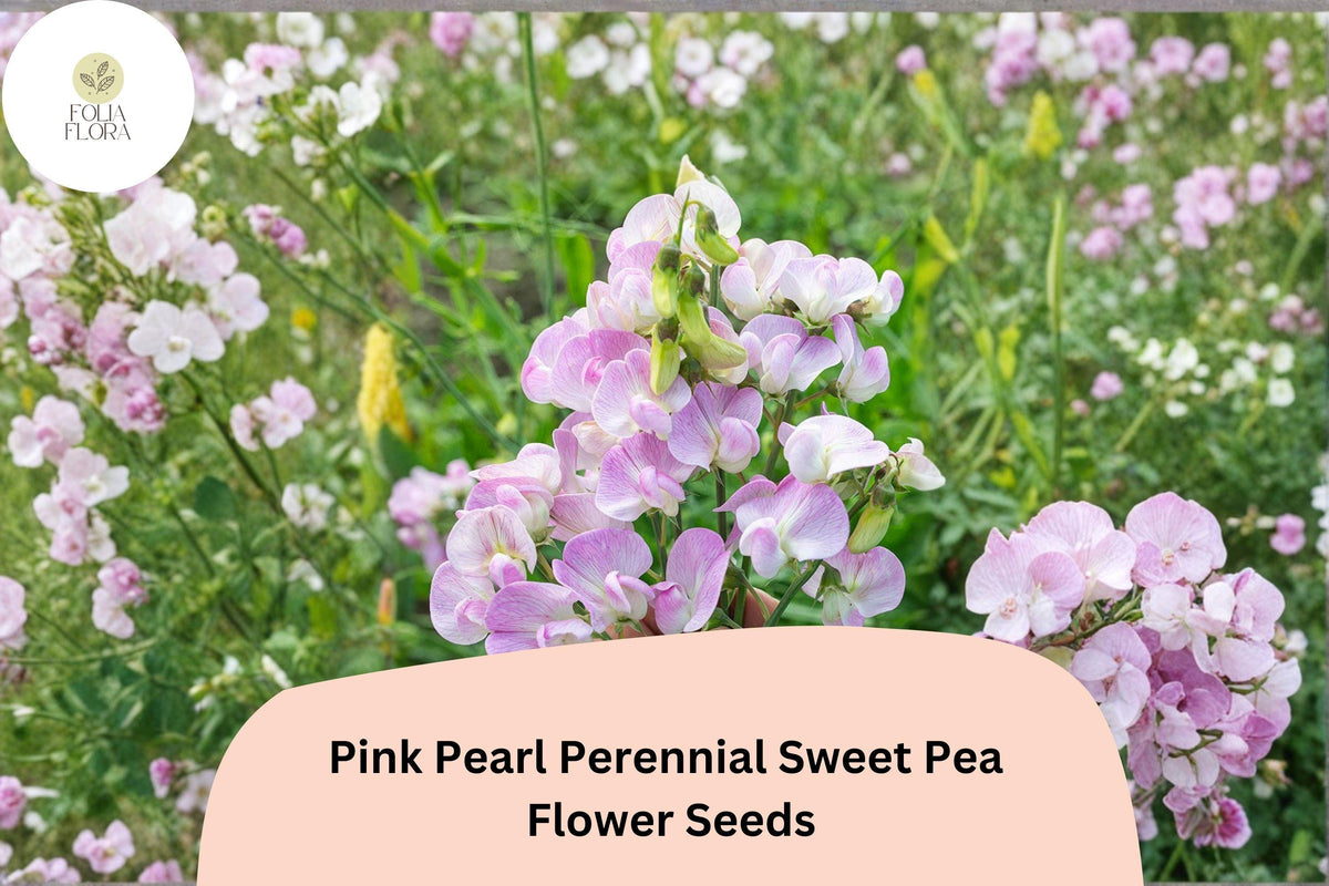 50 Pink Pearl Sweet Pea Seeds - Perennial Climbing Flower Vine