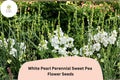 50 White Pearl Perennial Sweet Pea Seeds - Lathyrus latifolius White Flower for Garden Trellis