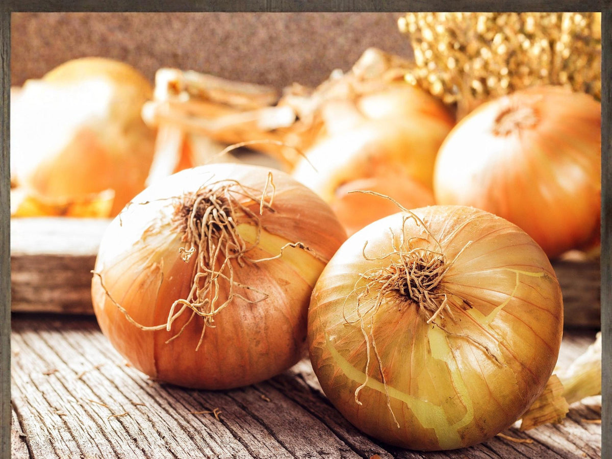Walla Walla Sweet Onion Seeds – 50 Seeds – Large Mild Heirloom Bulbs for the Vegetable Garden