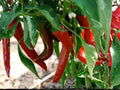 Hatch Giuseppe Pepper Seeds – New Mexico Chile – Mild Hot Green Chile Heirloom – 25 Seeds