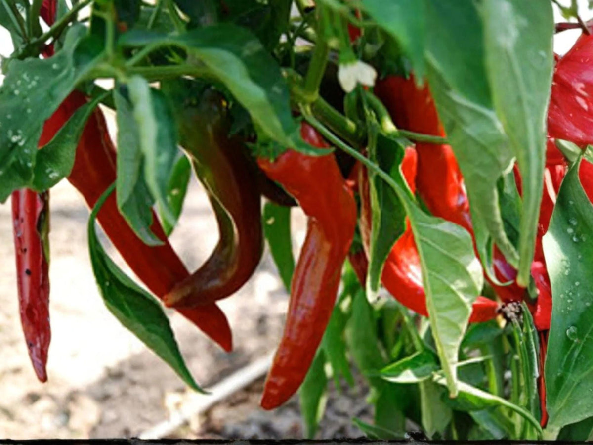 Hatch Giuseppe Pepper Seeds – New Mexico Chile – Mild Hot Green Chile Heirloom – 25 Seeds