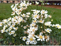 100 Upland White Goldenrod Seeds - Oligoneuron album - Native Prairie Wildflower Pollinator Plant