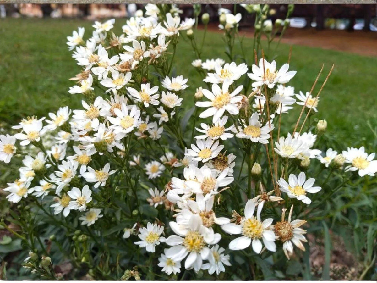 100 Upland White Goldenrod Seeds - Oligoneuron album - Native Prairie Wildflower Pollinator Plant