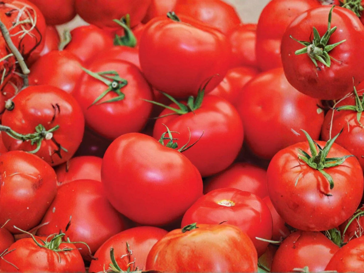 Floradel Tomato Seeds – Heat Tolerant Heirloom Slicing Tomato – 30 Seeds