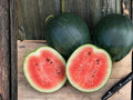 Sugar Baby Watermelon Seeds – Sweet Compact Heirloom Melon – 10 Seeds