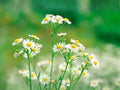 100 Boltonia Asteroides Seeds – Native White Wildflower for Pollinator Gardens