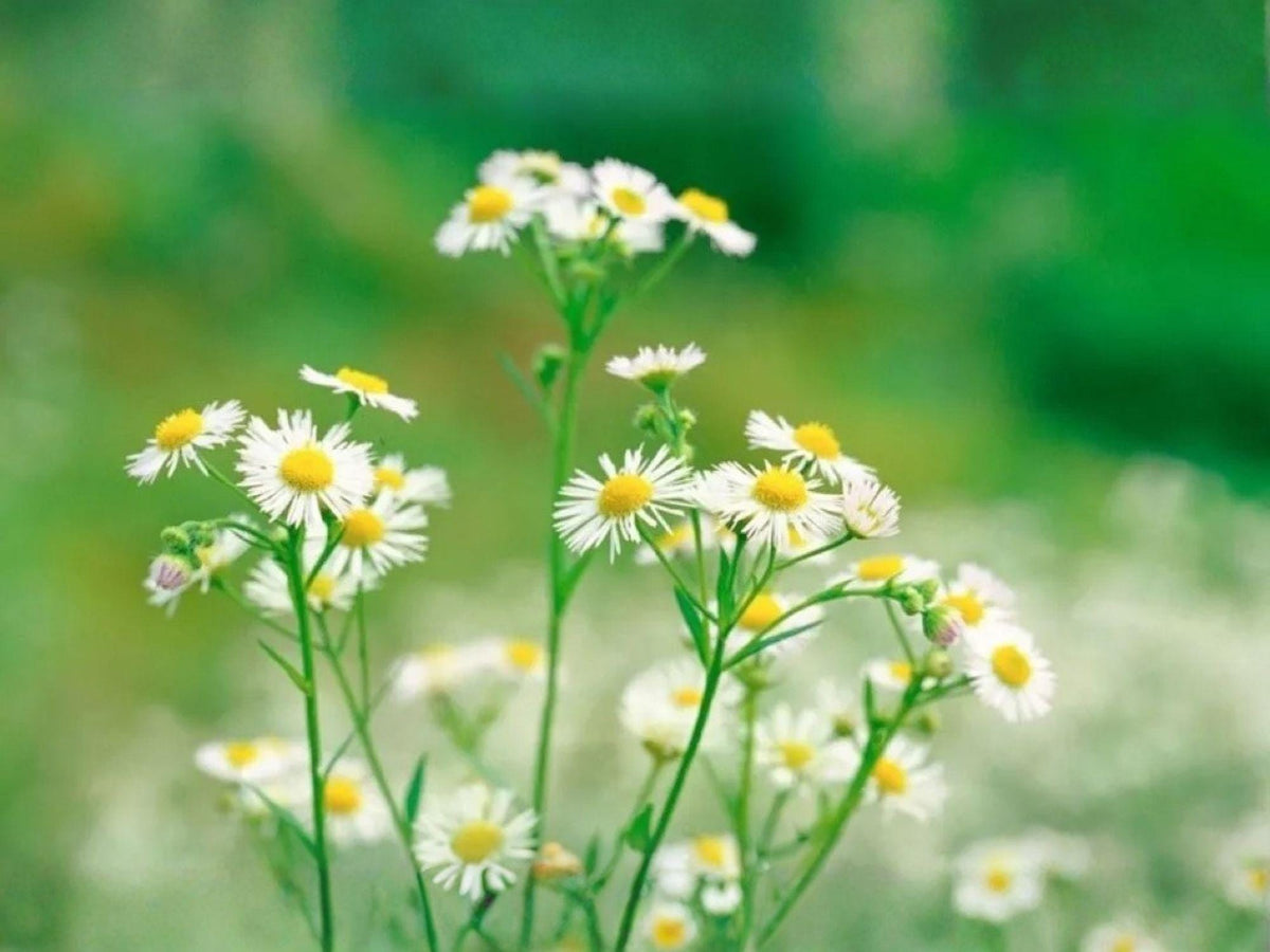 100 Boltonia Asteroides Seeds – Native White Wildflower for Pollinator Gardens